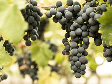 Le vinificazioni delle uve Nero di Troia