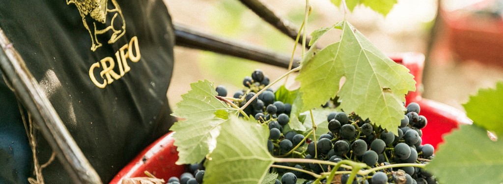 Tutti i vitigni pugliesi autorizzati da disciplinare, usati nella produzione dei vini Crifo