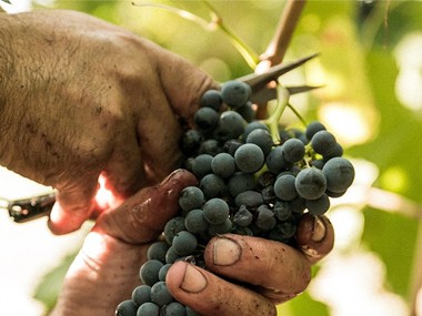 Crifo: frutto di 60 anni di lavoro tra i vitigni più coltivati in Puglia